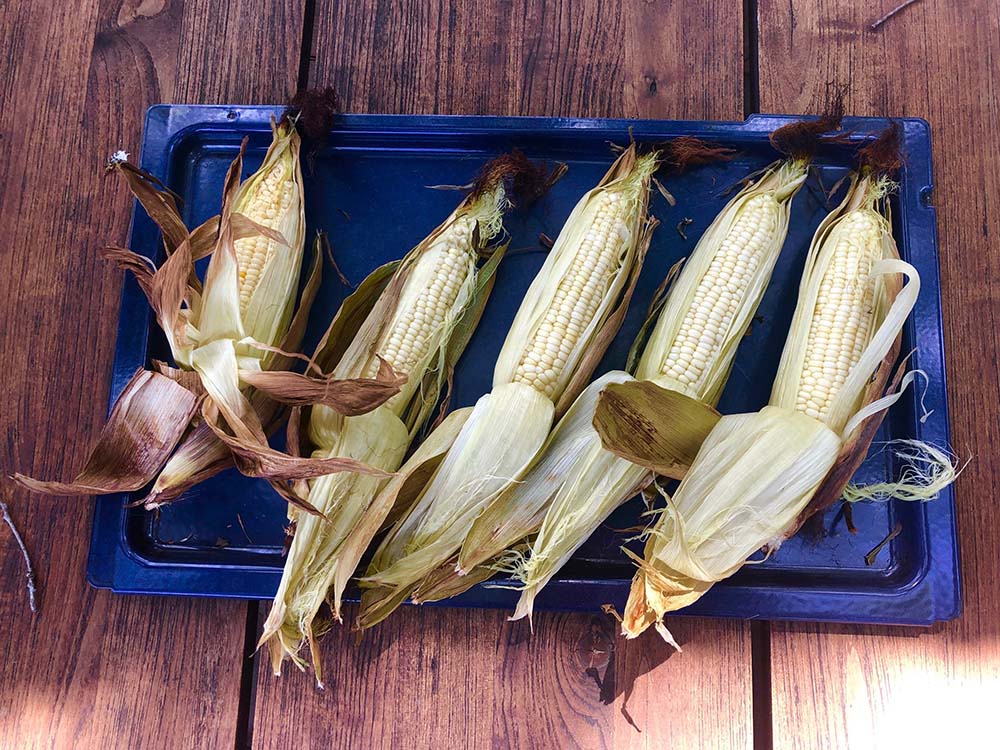 Cooked corn on the cob sitting on a baking tray.