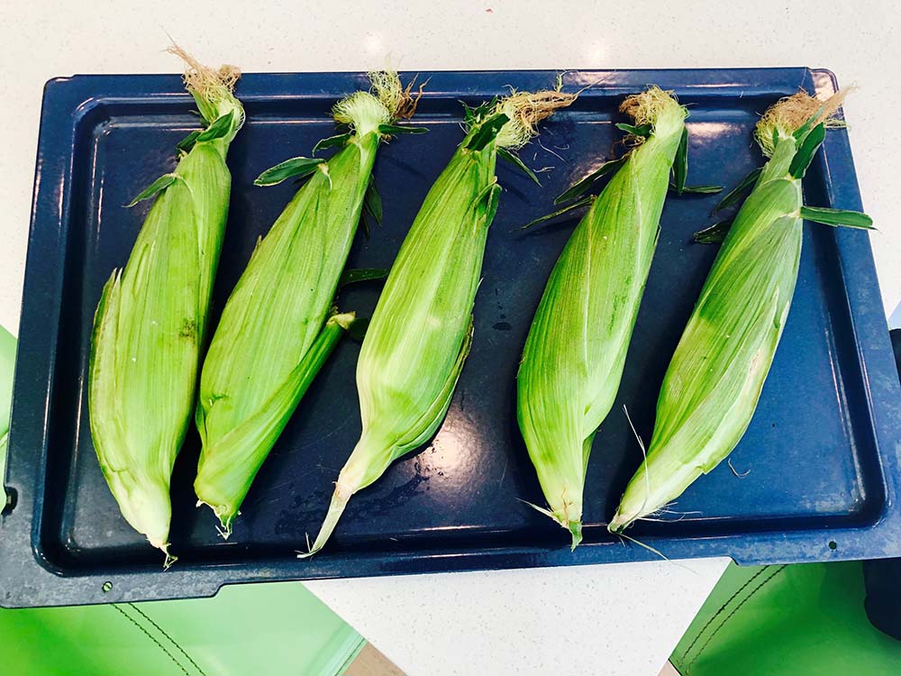 Uncooked corn on the cob sitting on a cooking tray.