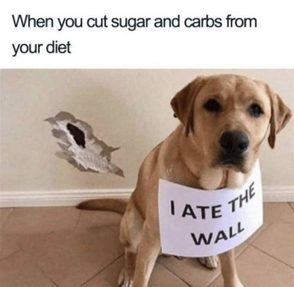 Funny picture of a dog explaining what happens when you cut sugar and carbs from your diet.
